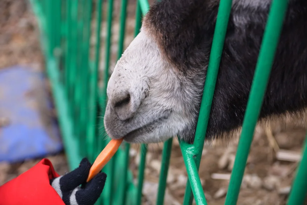 Understanding Petting Zoo Insurance Requirements for Event Hosts