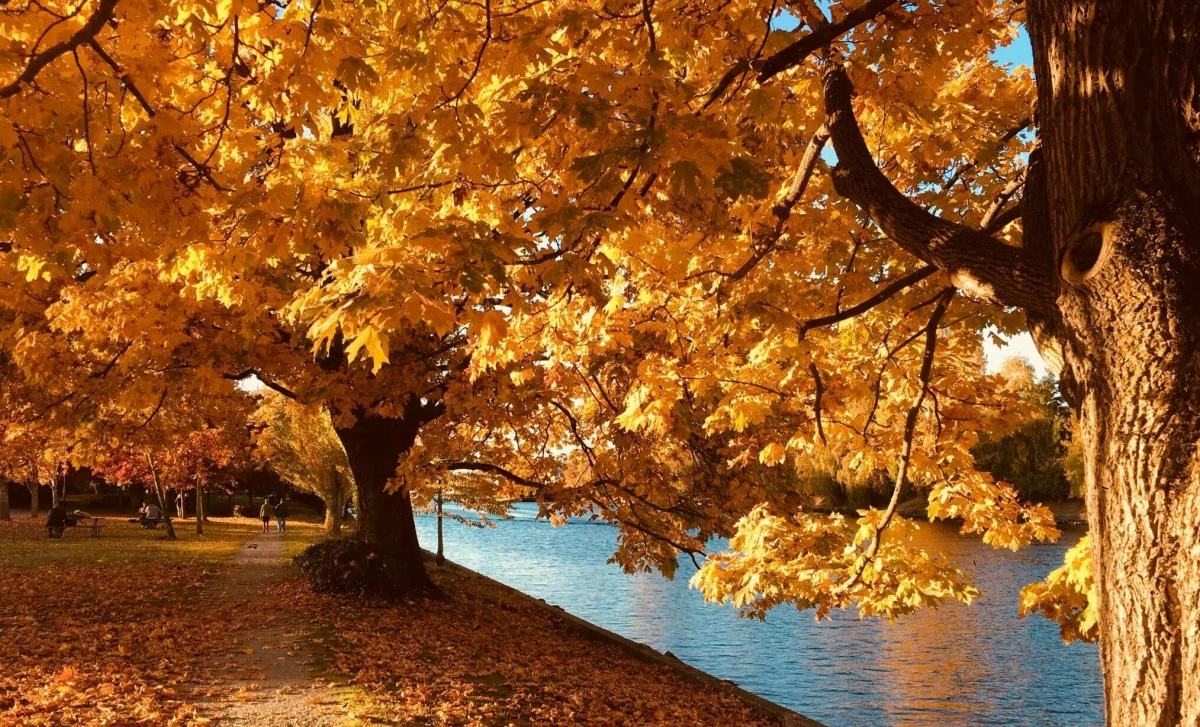 The Importance of Business Insurance in the Fall